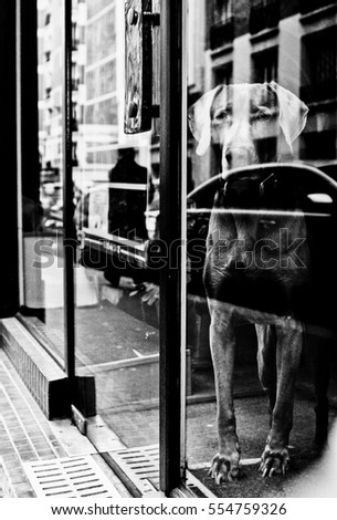 dog waiting for master black and white photo