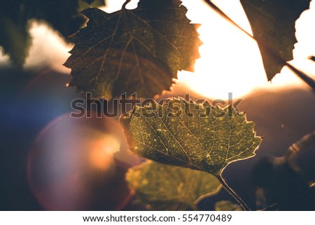 the sun's rays pass through the grape leaves in the evening, a highlight Royalty-Free Stock Photo #554770489