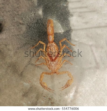 A close-up photograph photograph of a scorpion encased in clear lucite.
