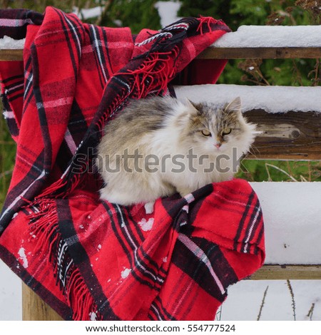 Cute white gray cat sitting on backyard rough rustic wooden bench with cozy Christmas red tartan plaid. Winter in countryside, outdoor snowy weather. Selective focus, square.
