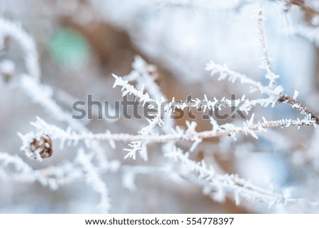 Winter background of snow and branches. snow on branches
