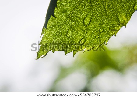 raindrops on a rose leaf macro view