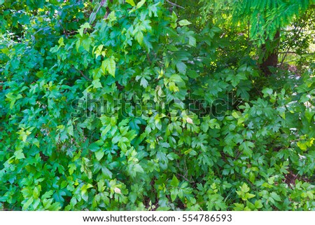 vines with green leaves and maybe some poison ivy