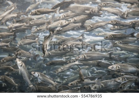 A School Of Fish