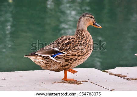 Photo Picture of a Beautiful Water Bird Duck