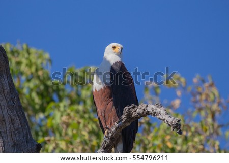 African fish eagle, Haliaeetus vocifer, perched in tree with blue sky background