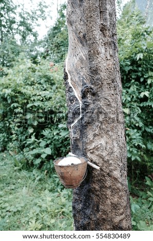 Agriculture about rubber product in southern of thailand.