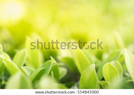 Closeup nature view of green leaf in garden at summer under sunlight. Natural green plants landscape using as a background or wallpaper.