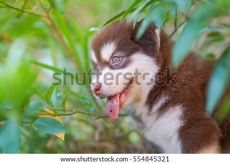 Cute puppy Alaskan Malamute