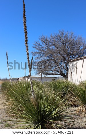 Yucca Plants in Bloom Outside Pink Adobe Building Desert Landscape and Architecture