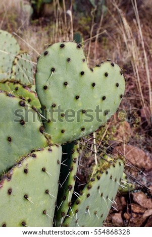 Close Up of Heart Shaped Prickly Pear Cactus in Chihuahua Desert West Texas