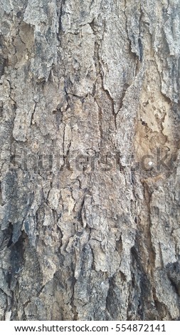 wood wall background , texture