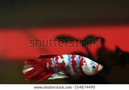 colorful betta fish,fancy fighting fish