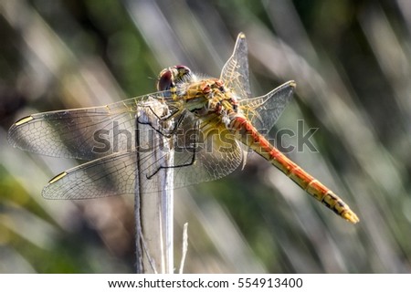 Dragonfly Photography Macro Close-Up
