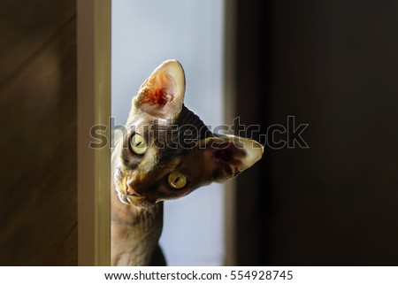 Artistic portrait Sphynx cat on the window                               