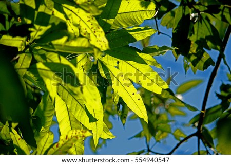 Green leaf on light