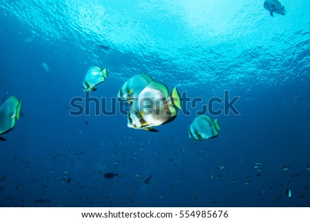 Reef fish. Sipadan island. Celebes sea. Malaysia.