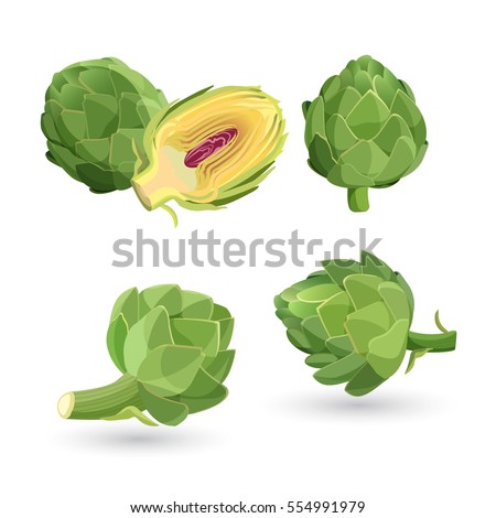 Artichoke green flower heads isolated on white. Globe artichoke thistle cultivated as food. Vector illustration of edible vegetable used in cooking, herbal tea, liqueur and in medical researches. Royalty-Free Stock Photo #554991979