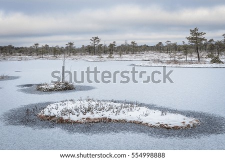 swamp in winter with White frost covered trees and grass