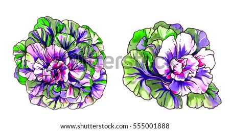 Decorative cabbage vegetable set. Hand drawn decorative watercolor exotic plant isolated on white background. Botanical color illustration bouquet for floral design print, card invitation. Gardening.