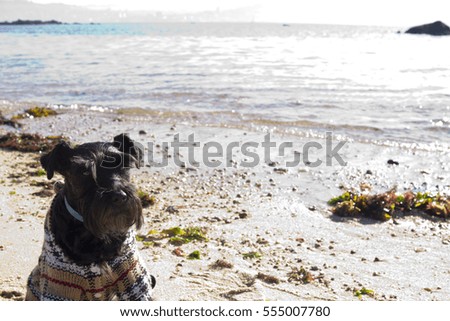 dog with shelter on the beach
