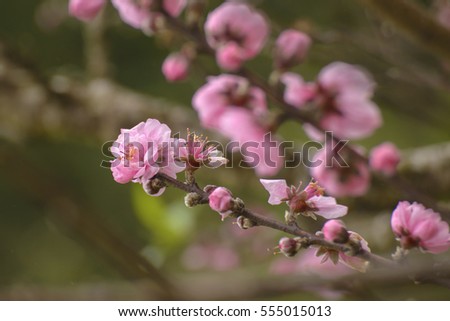 Cherry Blossom , ( SAKURA Flower )