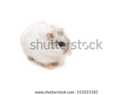 Hamster on a white background.