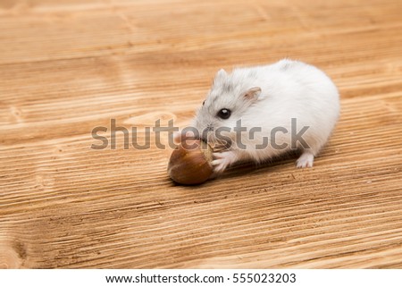 Hamster on a wooden table