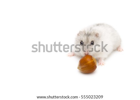 Hamster with nuts on a white background.