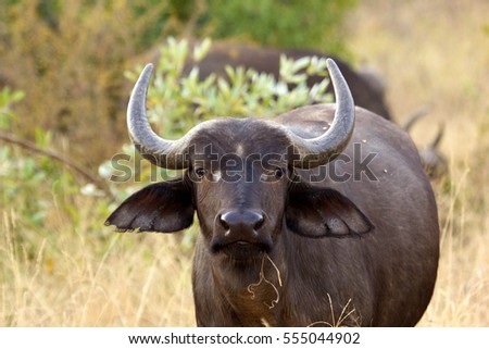 Female African buffalo