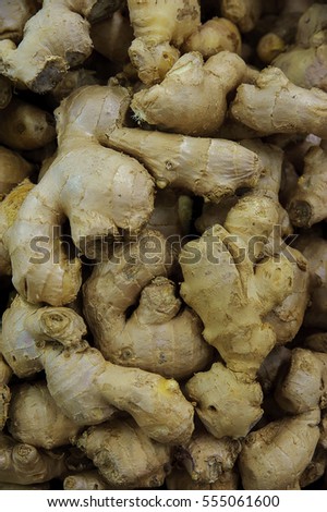 Versatile ginger rhizome or Zingiber officinale, aromatic and pungent hot spice with various uses: culinary, medicine and cosmetics; vertical close-up shot of the fibrous and striated texture of roots