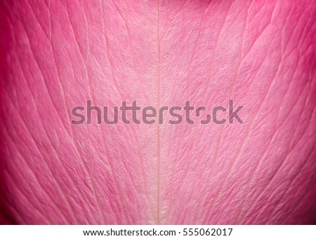Tender beautiful rose petal texture. Pink rose petal close up. Macro photo of natural rose petal texture. Rose petal background
