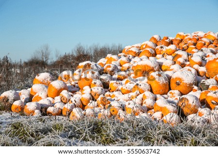 Pumpkin farm on winter