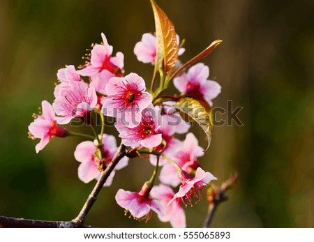 Beautiful Cherry blossom , pink sakura flower on Nature background