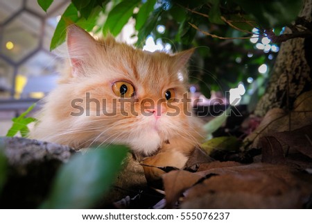 Yellow eye cat