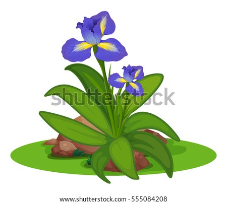 Purple irish in the bush illustration