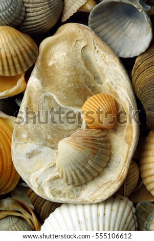 seashells top view. wallpapers for your phone. Background for title, picture for blog