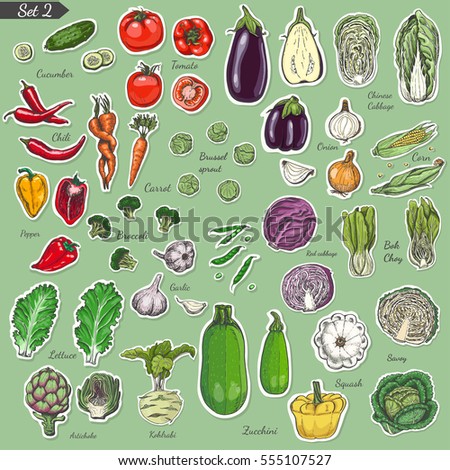 Big set of colored label vegetables.Vector illustration for your design