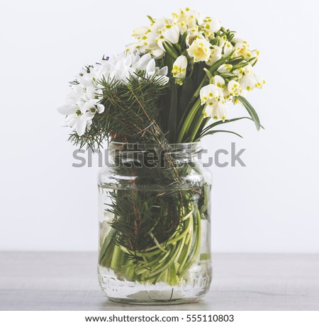 Snowdrop flowers isolated on wood background, Delicate Snowdrop flower is one of the spring symbols.