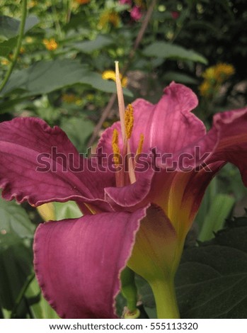 macro photo of a beautiful decorative Lily flower on the background of landscape design, Botanical garden of the Polish city of Wroclaw, as the source for design and art print