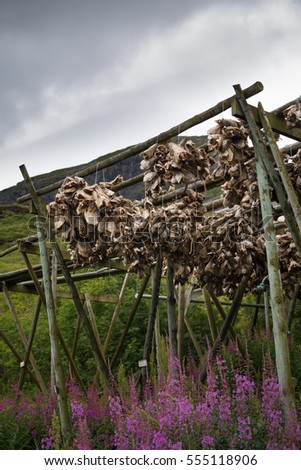 Dried cod fish heads hanging on the racks against cloudy sky with purple flowers in foreground, Lofoten, Norway