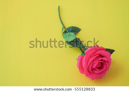 A Blossom pink rose flower on yellow background on theme Valentines Day.
