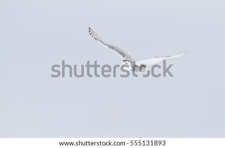 Snowy owl (Bubo scandiacus) isolated on blue background in flight and hunting over a snow covered field in Canada
