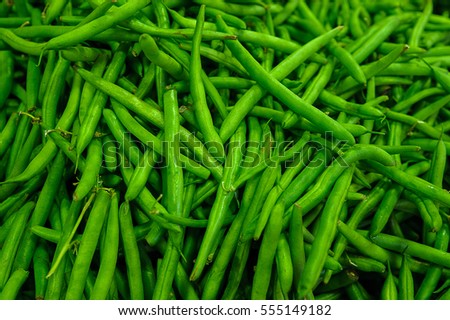 Phaseolus vulgaris, known also as green beans or French beans, common vegetable, edible pod beans eaten raw fresh, steamed or boiled or in stir fries, low-calorie food which provide many key nutrients
