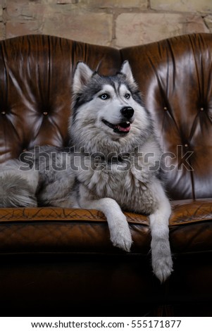 beautiful fluffy husky dog sitting on a brown leather couch