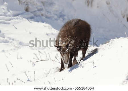 Chamois (Rupicapra rupicapra) in the winter Vosges Mountains, France