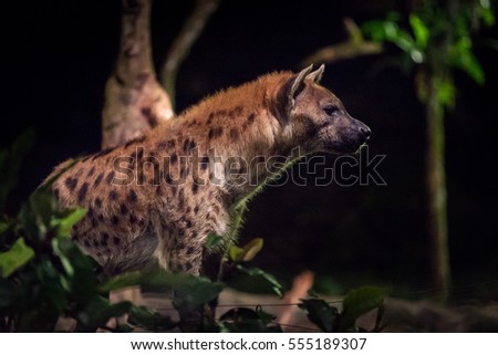 Side view of one hyena at night.