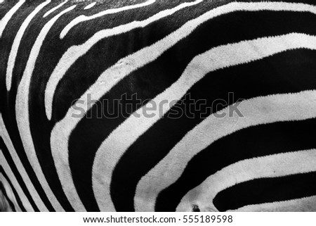 A close-up on the stripes of a zebra.