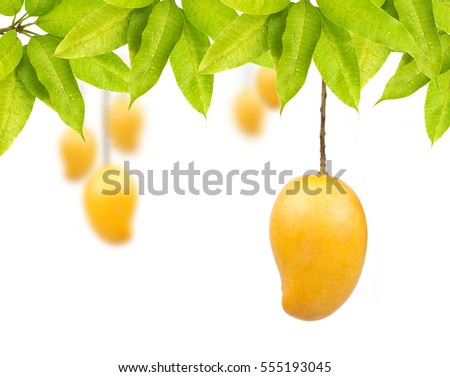 Mango fruit with leaf isolated white background Royalty-Free Stock Photo #555193045
