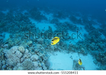 Striped butterfly fish_ Chaetodon austriacus, Red Sea, Sinai, Egypt